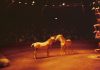 Nan Goldin en Pictures for Purpose zamelen geld in voor dieren in Gaza Nan Goldin en Pictures for Purpose