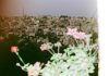 Om/Mother – Participatief fotoproject uit Hebron 'Om/Mother
