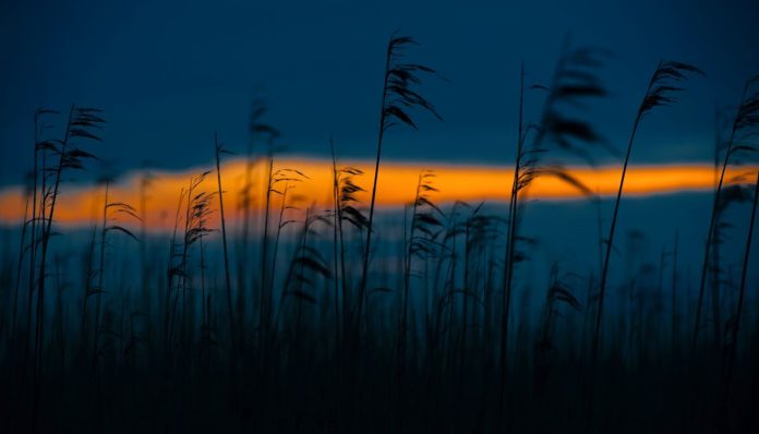 Pim-Benus Lichtzone