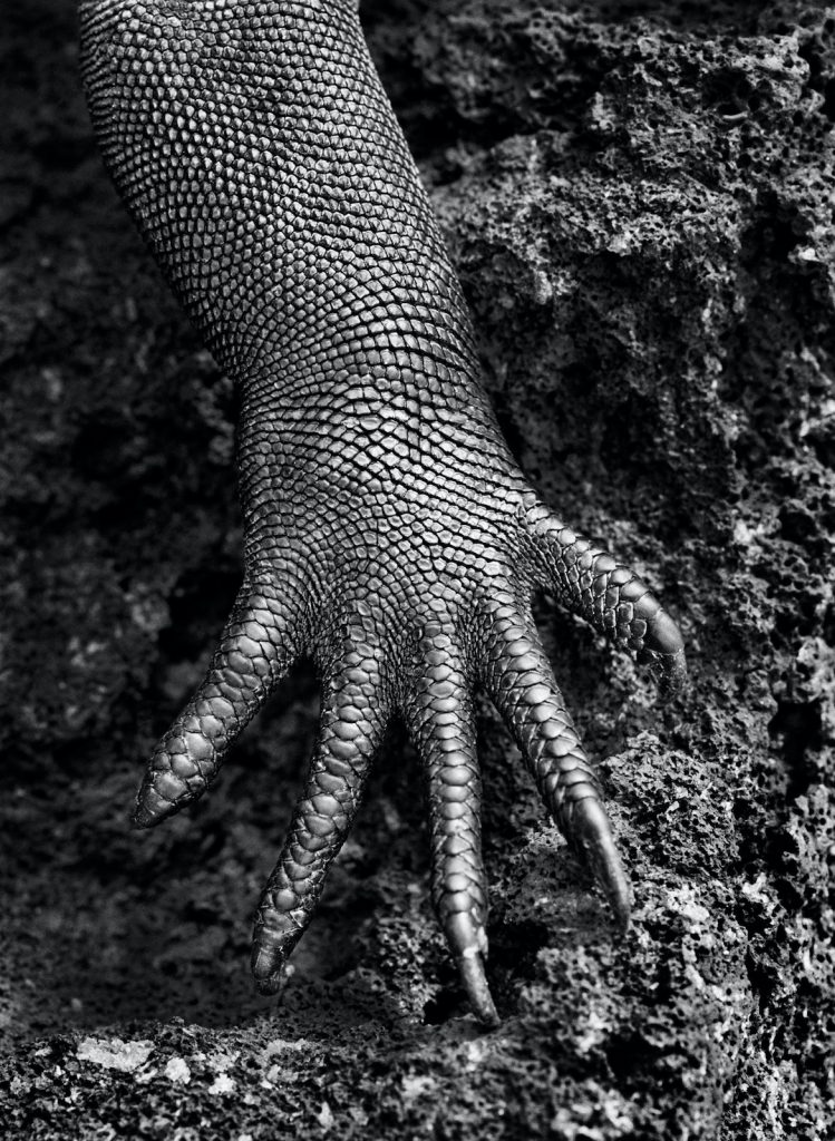 Sebastião Salgado, leguaan poot