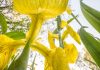 Theo Bosboom – Flowerscapes Theo Bosboom