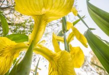 Theo Bosboom – Flowerscapes Theo Bosboom