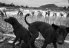 John Vink – Sidelines John Vink