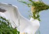 Binnenkort: Comedy Wildlife-foto’s in Natuurmuseum Brabant