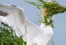 Binnenkort: Comedy Wildlife-foto’s in Natuurmuseum Brabant