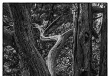 FotoKabinet presenteert tentoonstelling ‘Stille Kracht’