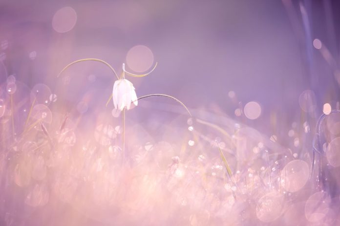 Handboek Creatieve natuurfotografie