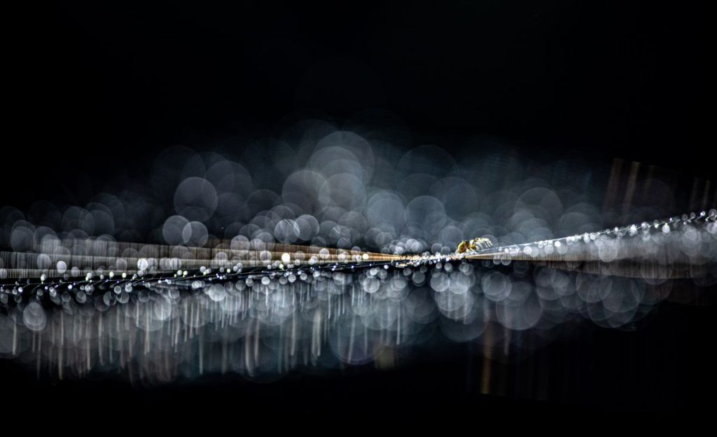 handboek Creatieve natuurfotografie