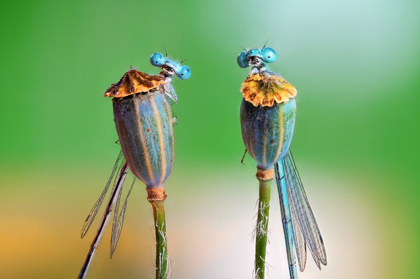 Sony World Photography Awards