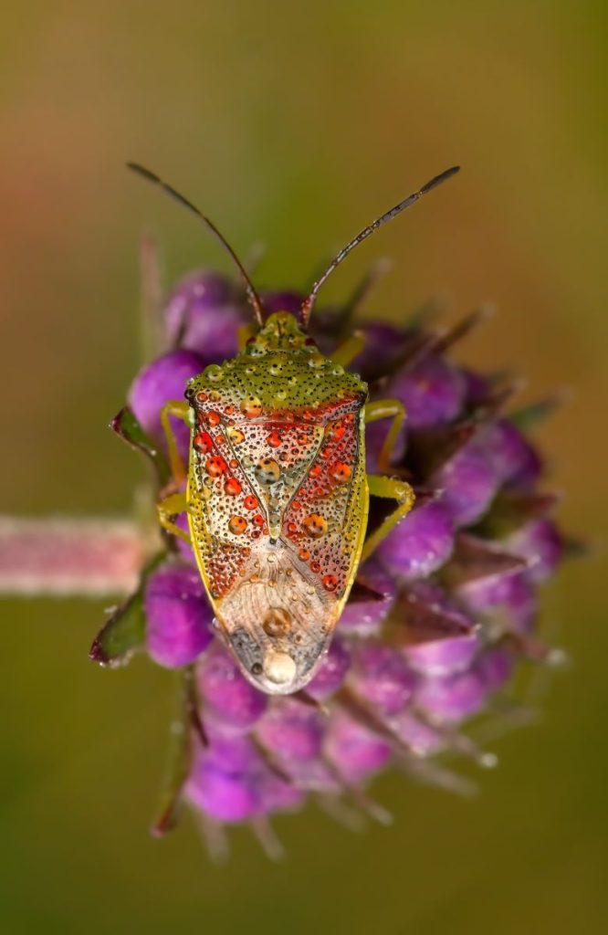 Veenmoeras