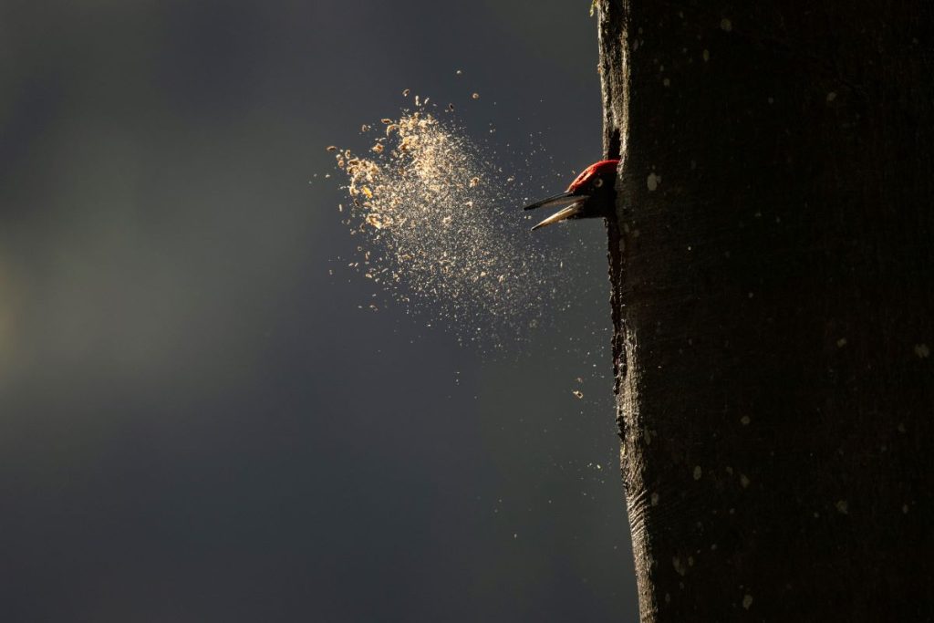 Vincent Munier