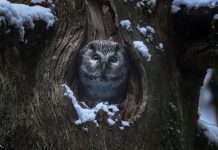 Nieuwe natuurfilm van Vincent Munier Vincent Munier
