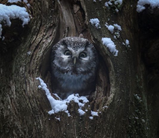 Nieuwe natuurfilm van Vincent Munier Vincent Munier