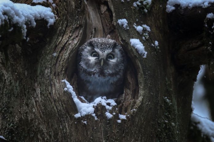 focusmagazine-LeChantDesForets_VincentMunier7 (1) Vincent Munier
