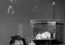Roger Ballen.! Drawing meets photography te zien in Gent