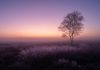 Bob Luijks – Natuurfotograaf met geduld Bob Luijks