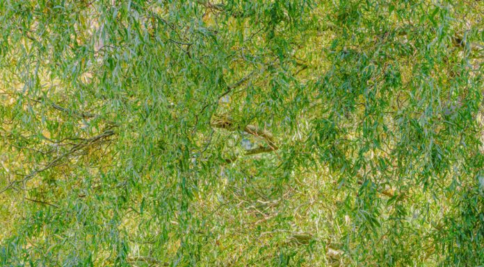 Solotentoonstelling Misha de Ridder – The Given Misha de Ridder